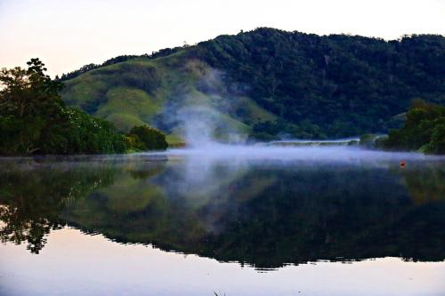 Egrets Rest in Daintree