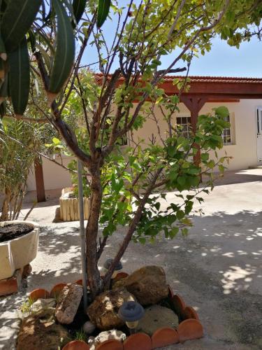 Lemon Tree Courtyard - image 11