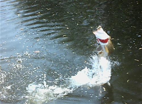 L'Autourserie - image 10