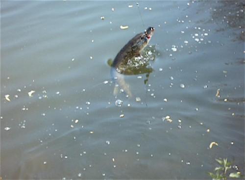 L'Autourserie - image 3