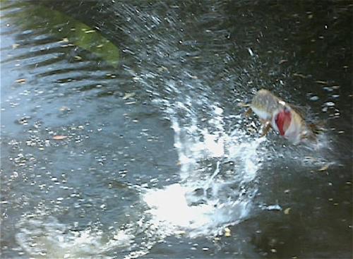 L'Autourserie - image 7