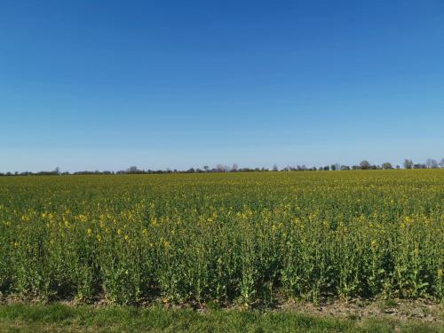 Surrounding environment, Sommertraum in Landkirchen