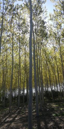 Cuevas Cortijo Gachas