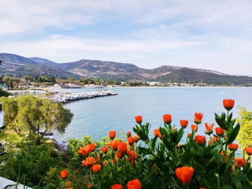 Sailor's Delight - Kavala