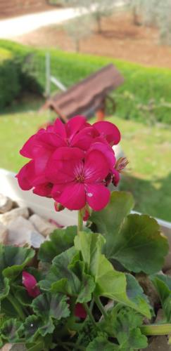  apartma Jelka in Novigrad