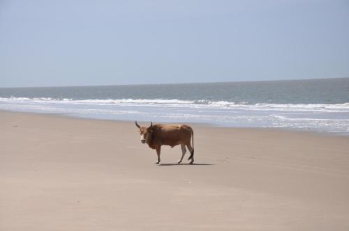 Ocean Lodge Resort