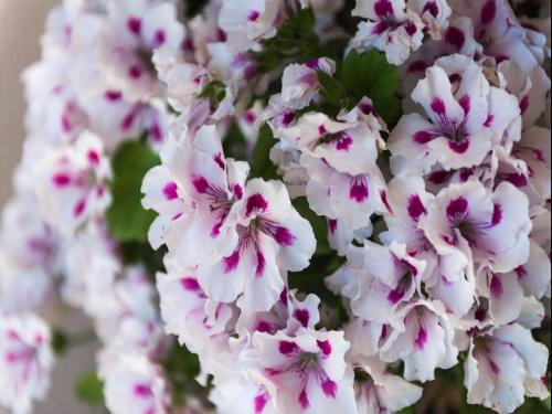 Apartment Garden M&M