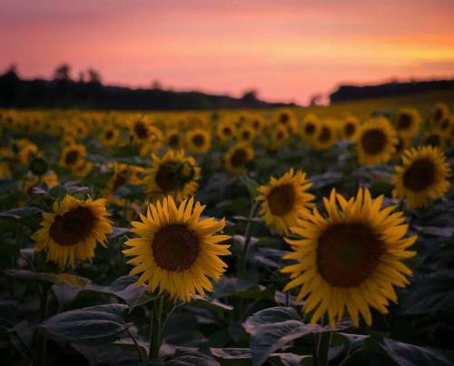 La chambre du Grand Magnolia chambre d'hôte Lectoure