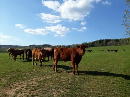 Γύρω περιβάλλον, Happy Chalet in Τσέρνυ Ντουλ