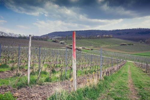 Landhotel und Weingasthof Schwarzer Adler