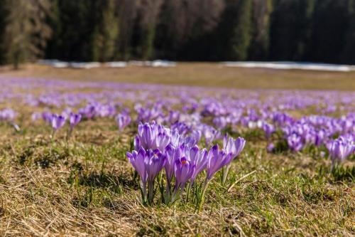 Apartment Tiffany Apartment Tiffany