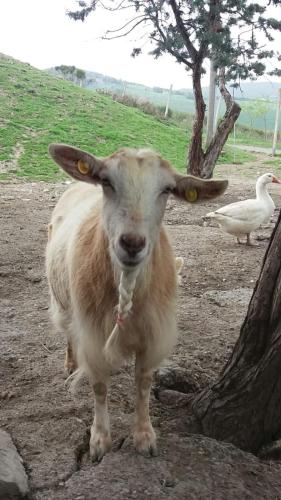 Agriturismo Santa Bruna