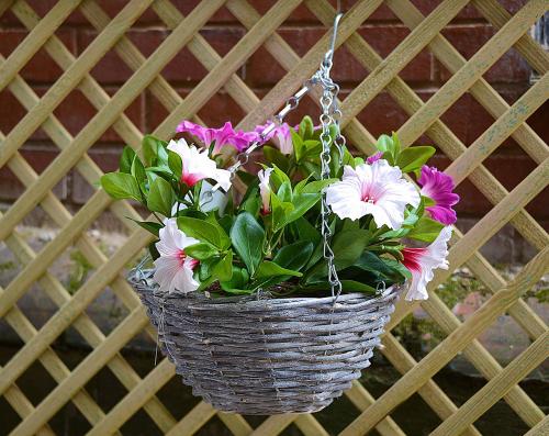 The Winter Garden Suites - image 13