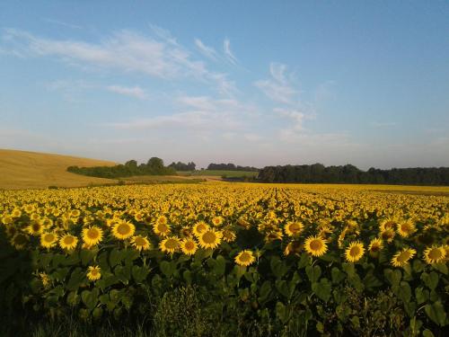 外観, Fleur Du Soleil in 中心部近辺