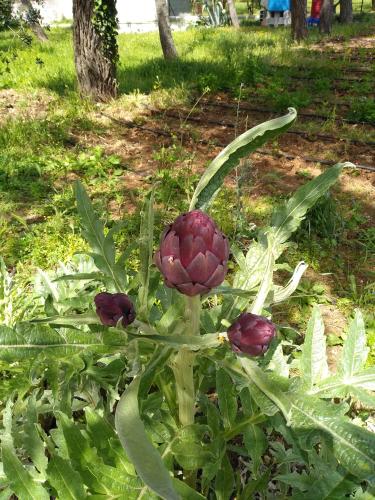 B&B Terra Serena - image 9