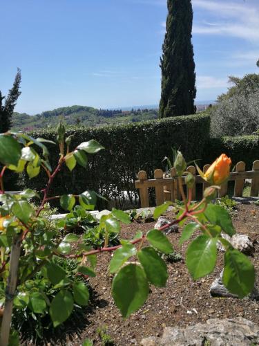 Da Adria al Corvenale - Casa Vacanze Carrara - gîte à louer Bergiola Foscalina