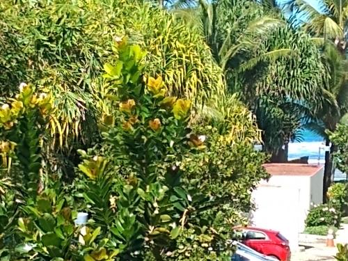 Photo - Marulhos Resort Porto de Galinhas