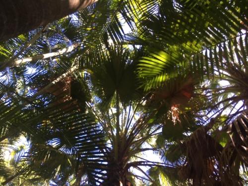 Casuarina
