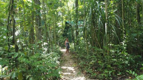 Daintree Crocodylus