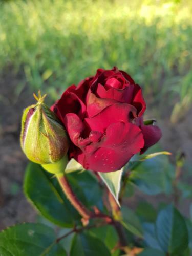 Casa Simona Casa Simona