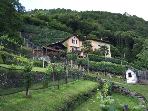 Casa immersa nel vigneto - Apartment - Roveredo