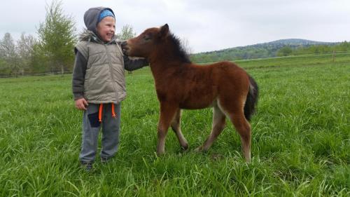 Agroturystyka Stylowy Pokój w Stajni