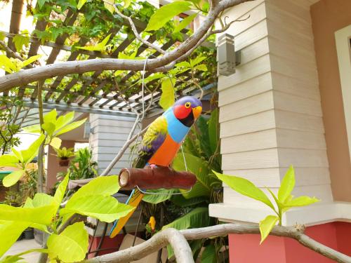 Foto - Bed and Terrace Guesthouse Chiang Mai