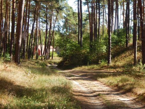 外部景觀, Ferienhaus am Wald mit Klavier, Holzofen, Sauna in 菲蘭克