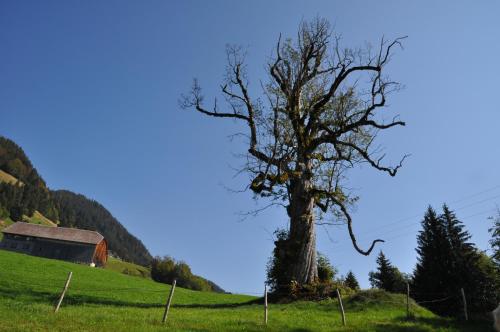 Gästehaus Graf