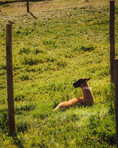 Monte Santa Catarina - image 12