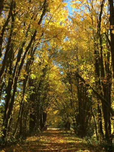 The Cabins at Beaver Creek in Port Angeles