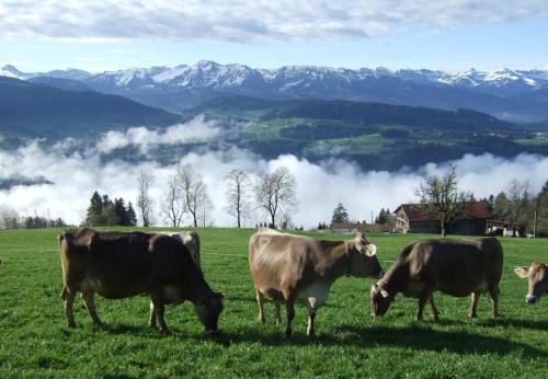 Haus Adlerhorst - image 8