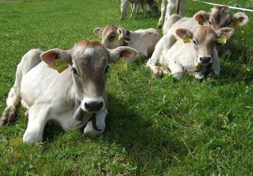 Haus Adlerhorst - image 3