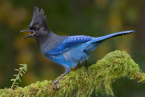 Blue Jay Bungalow - image 6