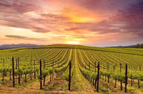 Romance off the Silverado in Napa Condo - image 3