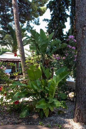 Hotel Boutique MR Palau Verd - Adults Only - image 7