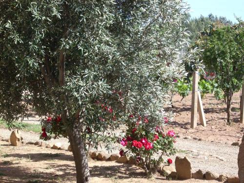 B&B Il Vigneto - image 6