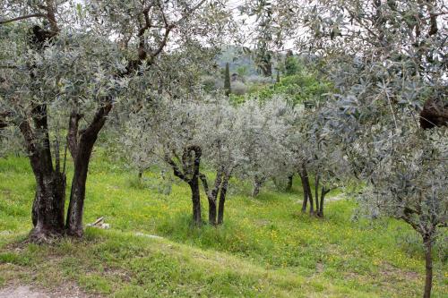 Agriturismo Il Calesse