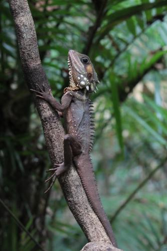 Daintree Crocodylus