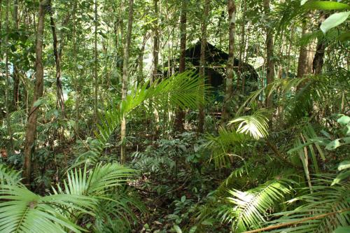 Daintree Crocodylus