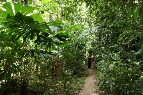 Daintree Crocodylus