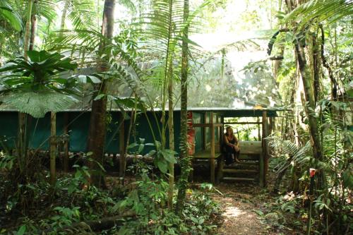 Daintree Crocodylus