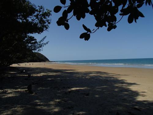 Daintree Crocodylus