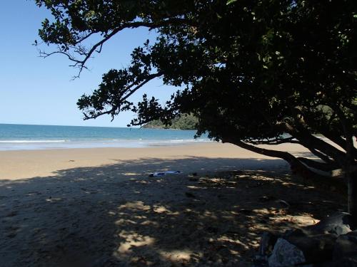 Daintree Crocodylus