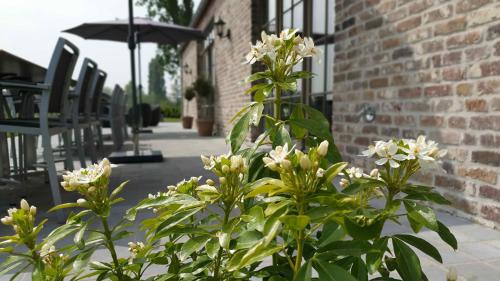 B&B 't Meesterhof - image 11