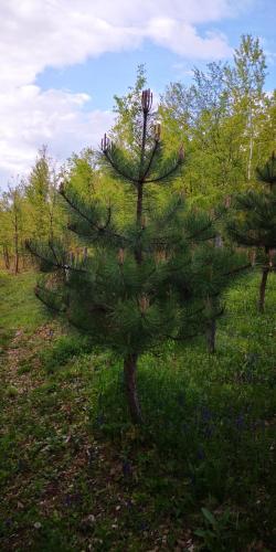 Koliba Pčelica 1 - image 10