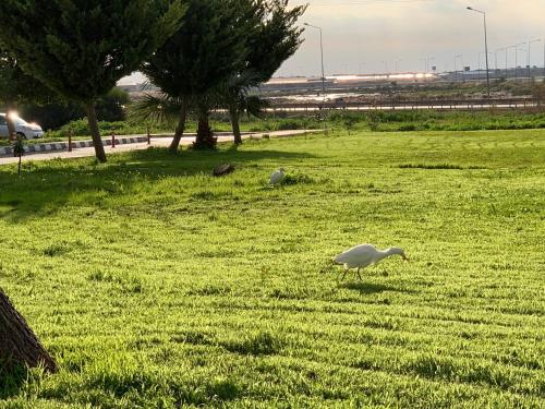 Flamingo City Lux - image 5