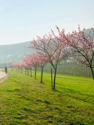 Villa Mandelblute in جليسزيلين-جليشورباش