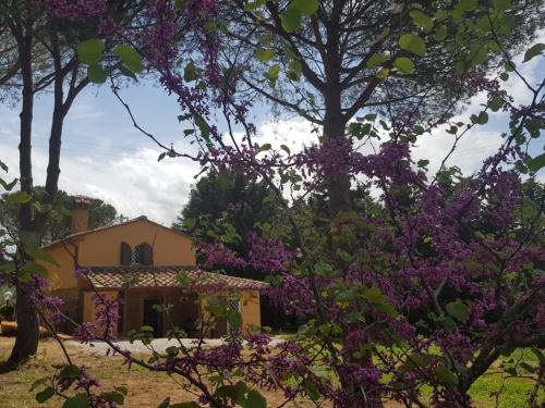 Il Montedoro - Accommodation - Guardistallo