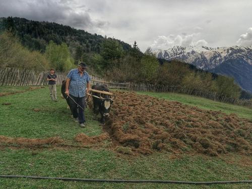 Heshkili huts Svaneti